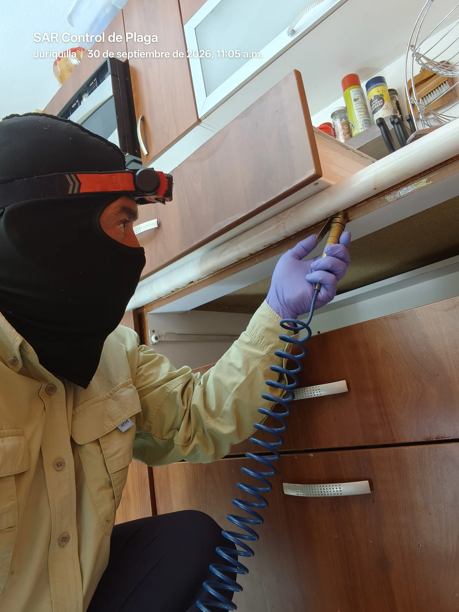 Técnico de SAR aplicando tratamiento de cucaracha alemana bajo gabinete de cocina en Alta Vista, Juriquilla