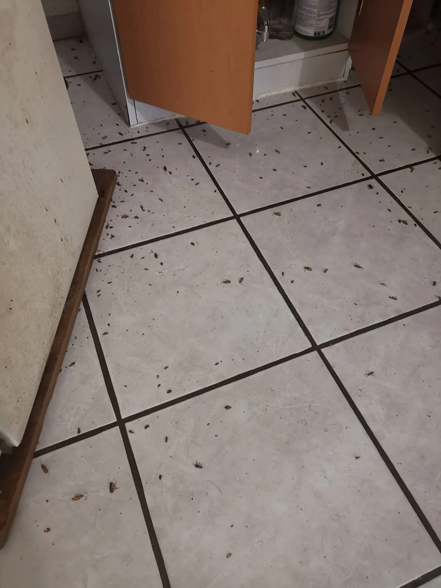 Piso de cocina con cadáveres de cucaracha alemana tras tratamiento de control, Palmares, El Salitre, Querétaro