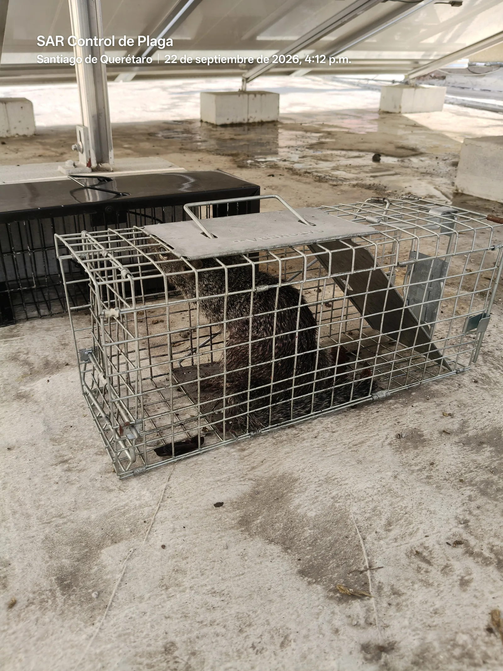 Ardilla arborícola capturada en jaula trampa sobre azotea en Santiago de Querétaro