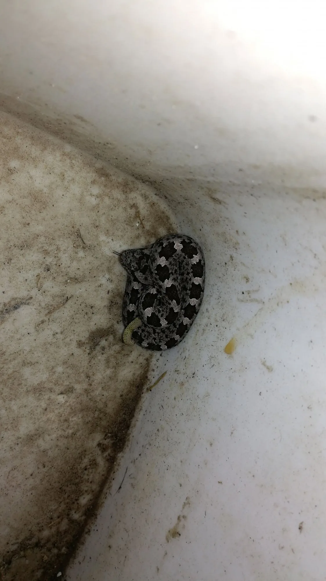 Serpiente capturada para reubicación, Lomas de Juriquilla, Querétaro