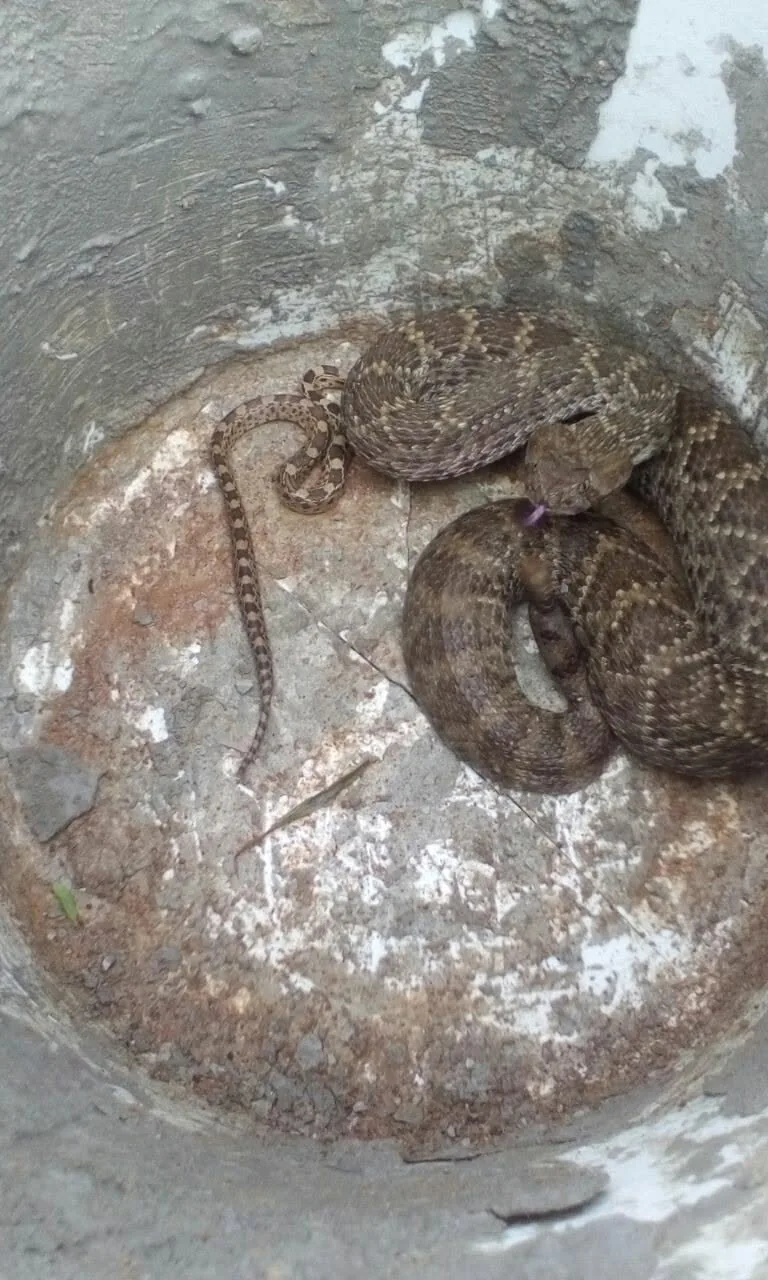 Captura y resguardo de víbora cascabel y serpiente alicante en cubo de contención, Campus Arkansas State University, Querétaro