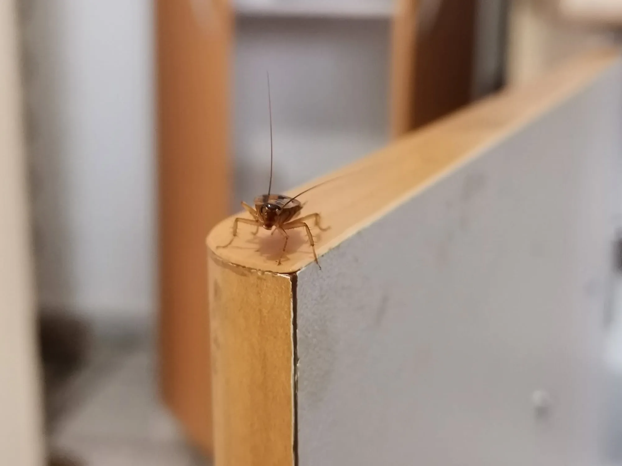 Cucaracha alemana adulta sobre borde de mueble de cocina, Palmares, El Salitre, Querétaro