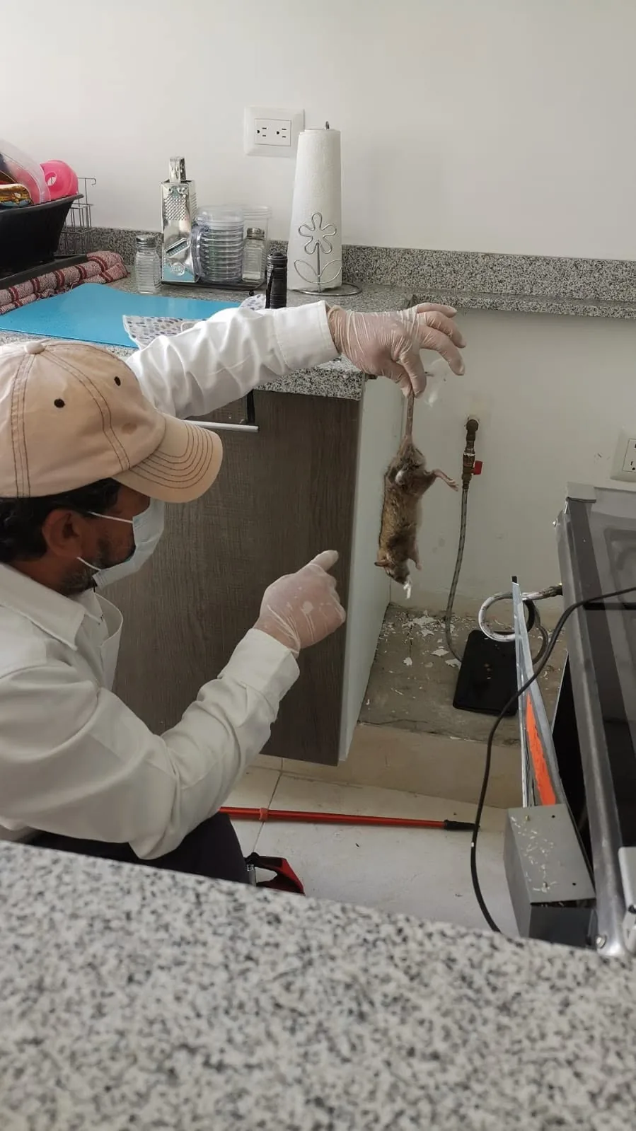 Técnico de SAR con rata noruega eliminada tras localizarla dentro de una estufa, El Refugio, Querétaro