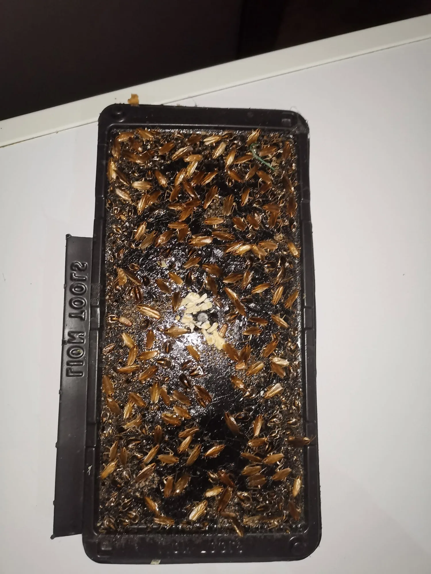 Trampa de goma con decenas de cucarachas alemanas capturadas durante monitoreo en cocina económica, El Sol, Querétaro