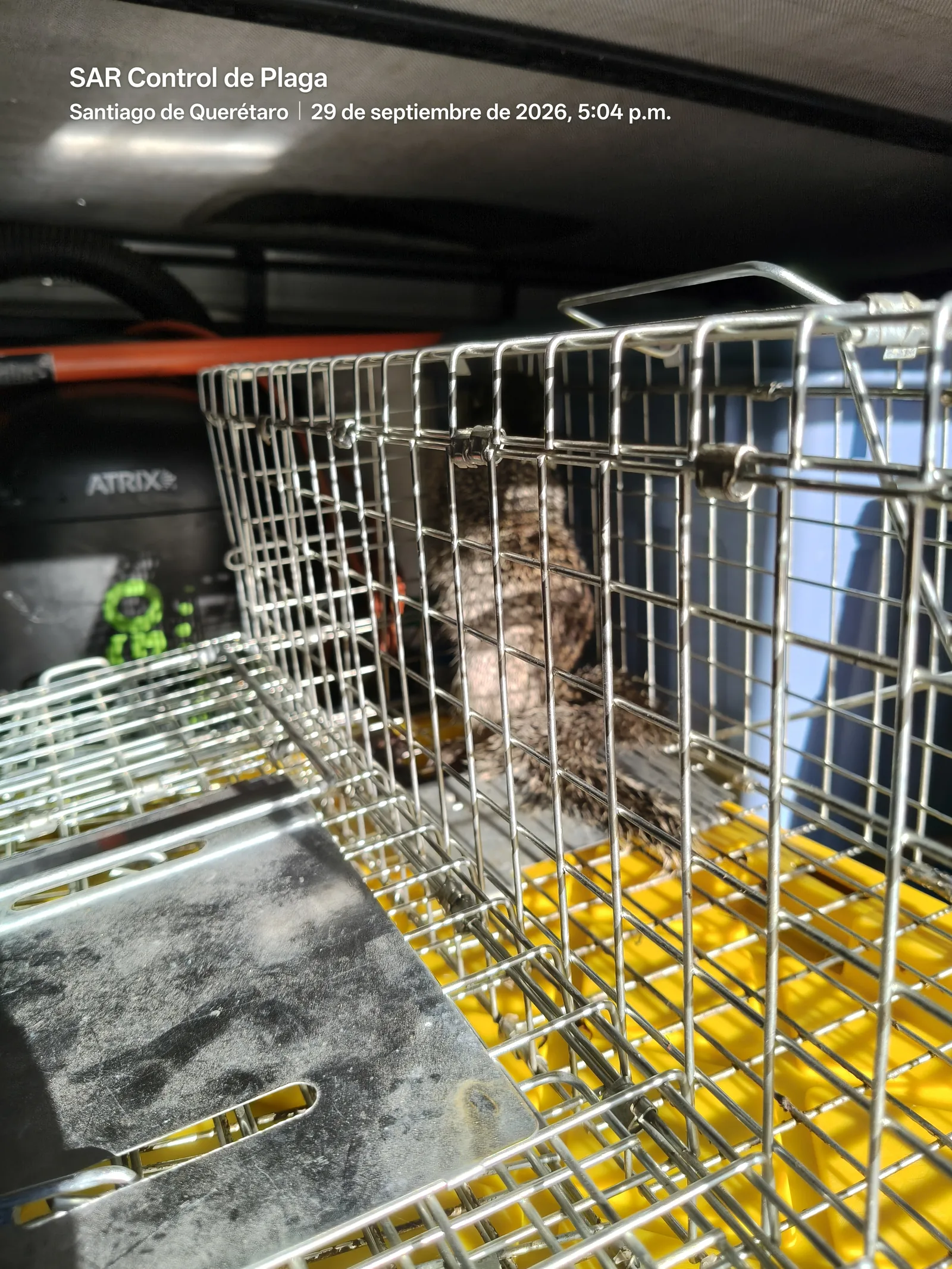Transporte de ardilla arborícola capturada para reubicación en zona natural