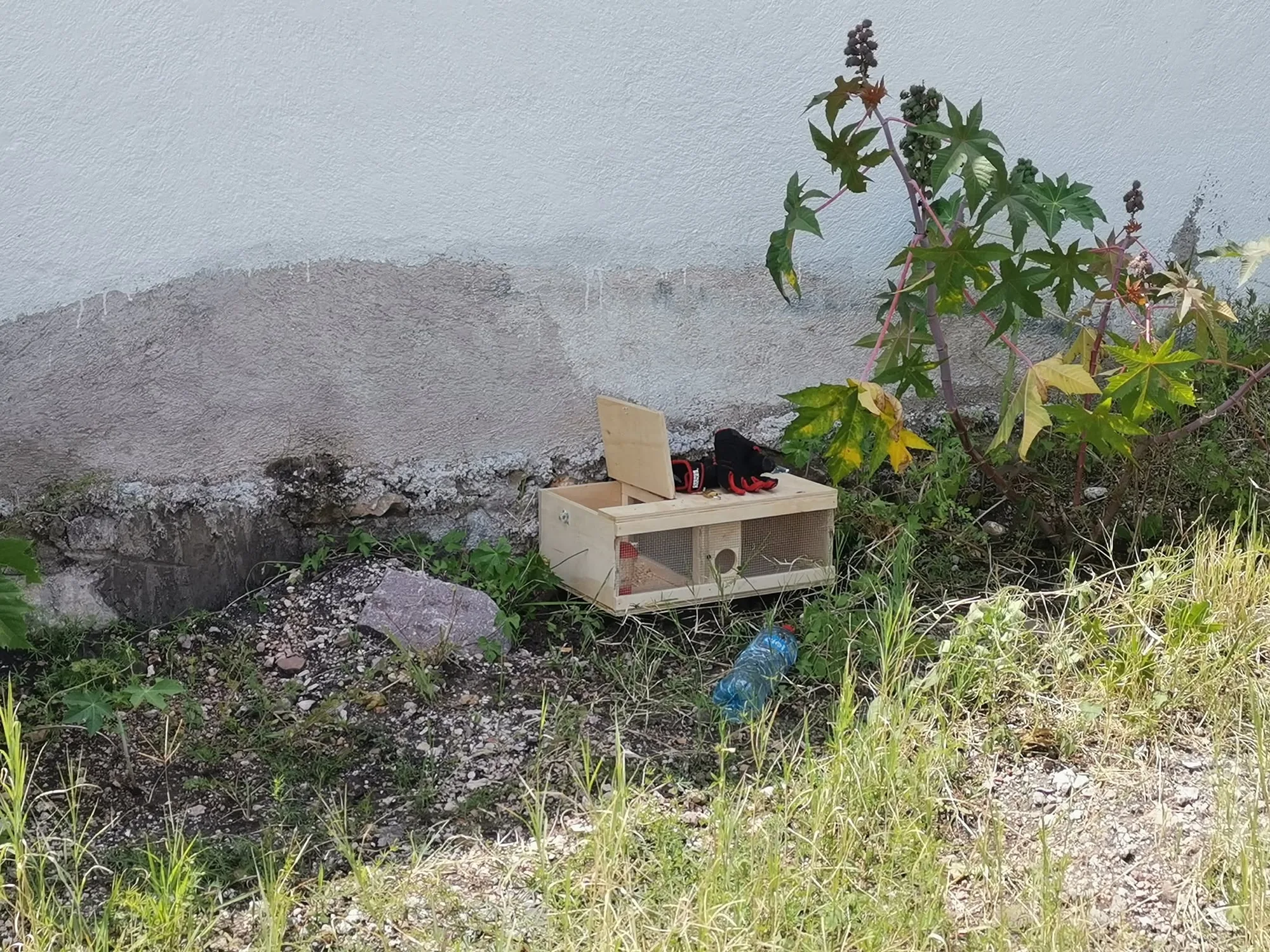 Trampa de madera fabricada e instalada para captura de serpientes junto a muro exterior, Lomas de Juriquilla, Querétaro