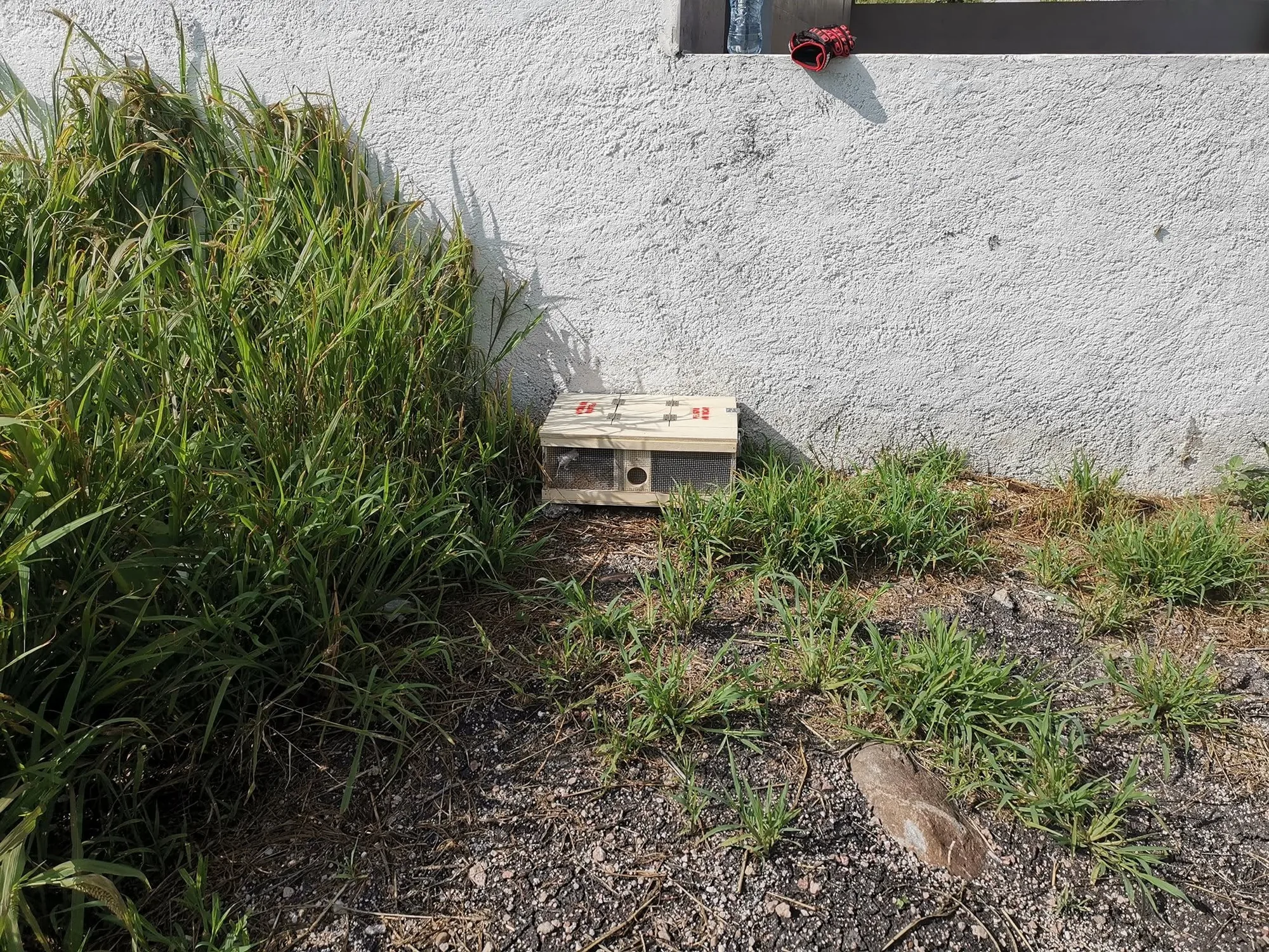 Trampa de madera para captura de serpientes junto a vegetación, Lomas de Juriquilla, Querétaro